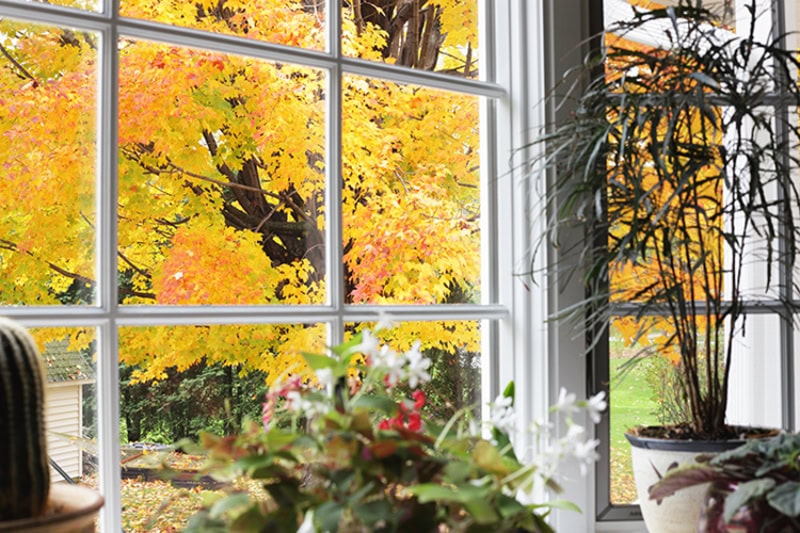 fall leaves turning yellow on tree outside of kitchen window.
